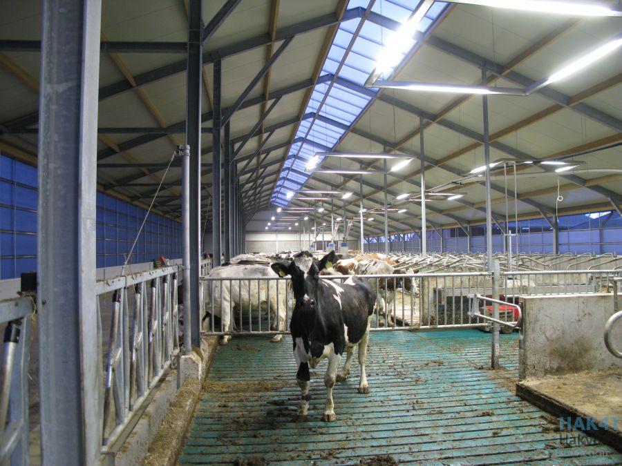 LED-stalverlichting-rundvee-boerderij-lampen-besparen